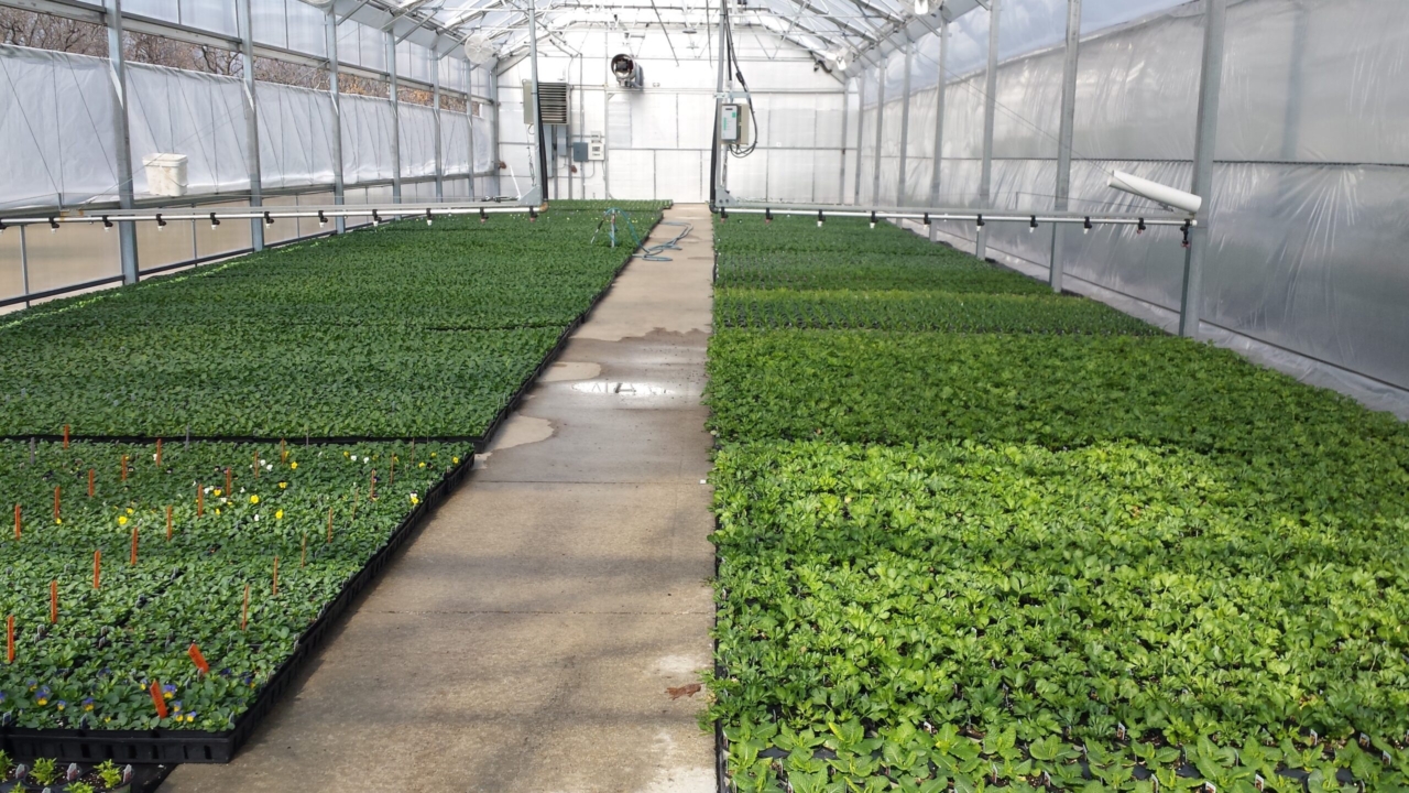 Sullivan's Greenhouse Pantry Garden Herbs