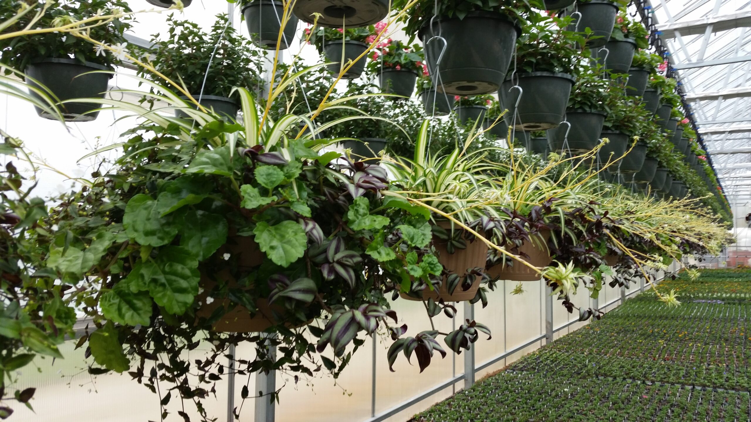 Closeup of hanging plants at Sullivan’s greenhouse