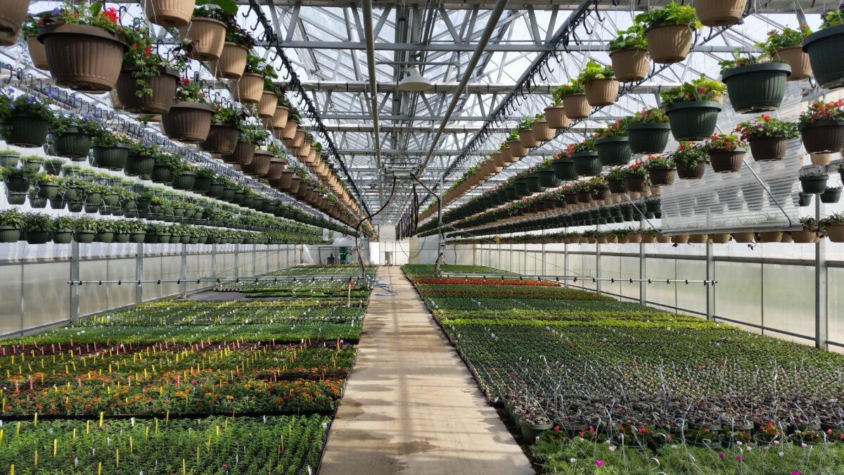 House 1 with baskets. Four GTI boomerang basket systems. 1600+ basket capacity